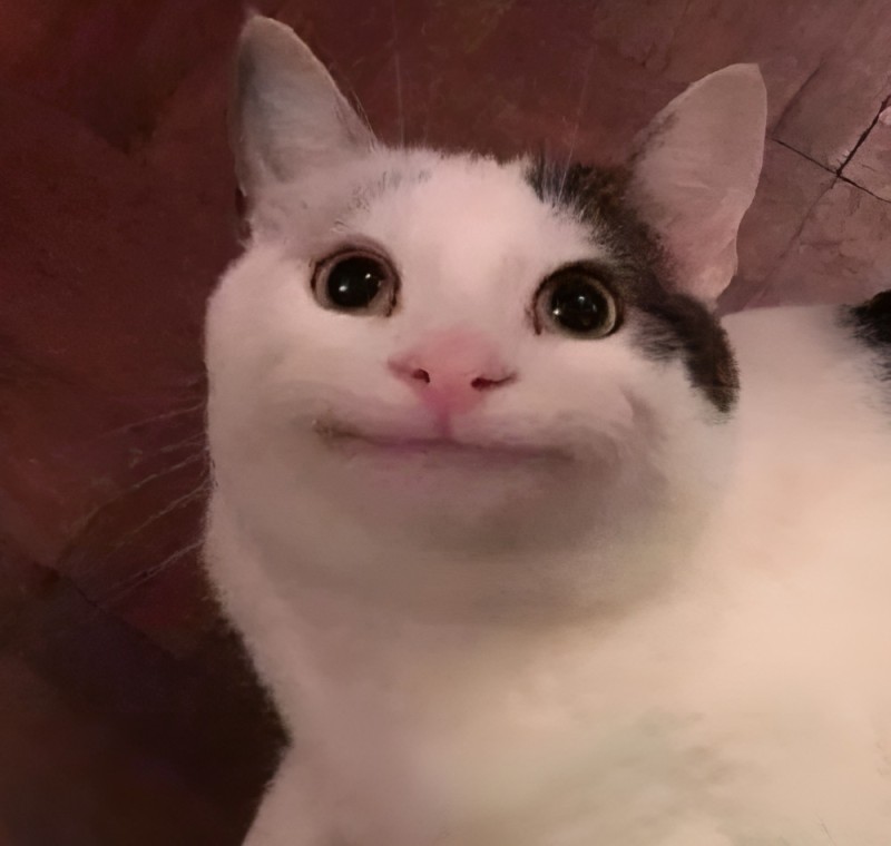 Создать мем: мемные коты, улыбающийся кот из мемов, кот из мема