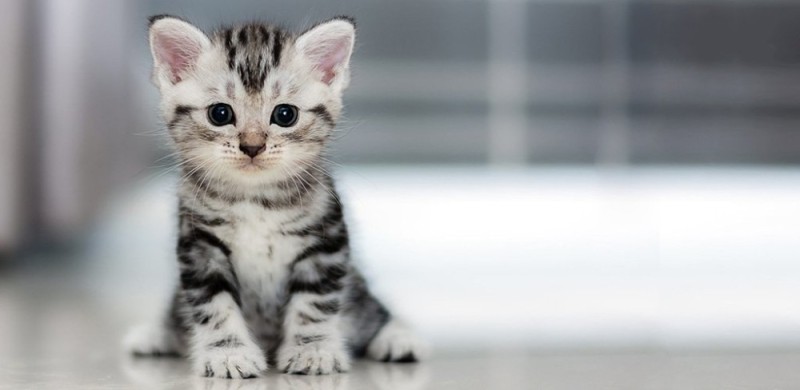Создать мем: американская короткошерстная кошка котята, кошки, красивые котята маленькие
