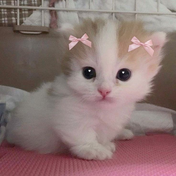 Create meme: kitten with download, cute kittens, cute kittens