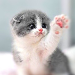 Create meme: cute kittens, little cute kitten, cute little cute cats