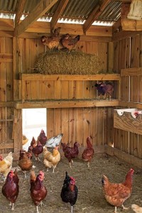 Create meme: shed for chickens, chicken coop with chickens, chicken coop inside