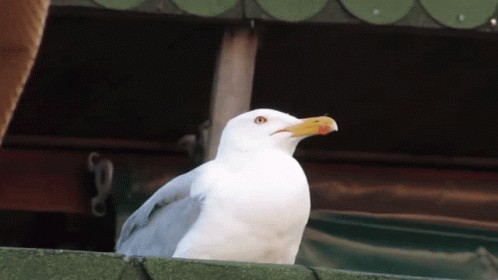 Создать мем: they want to come to my party, мем чайка, seagull