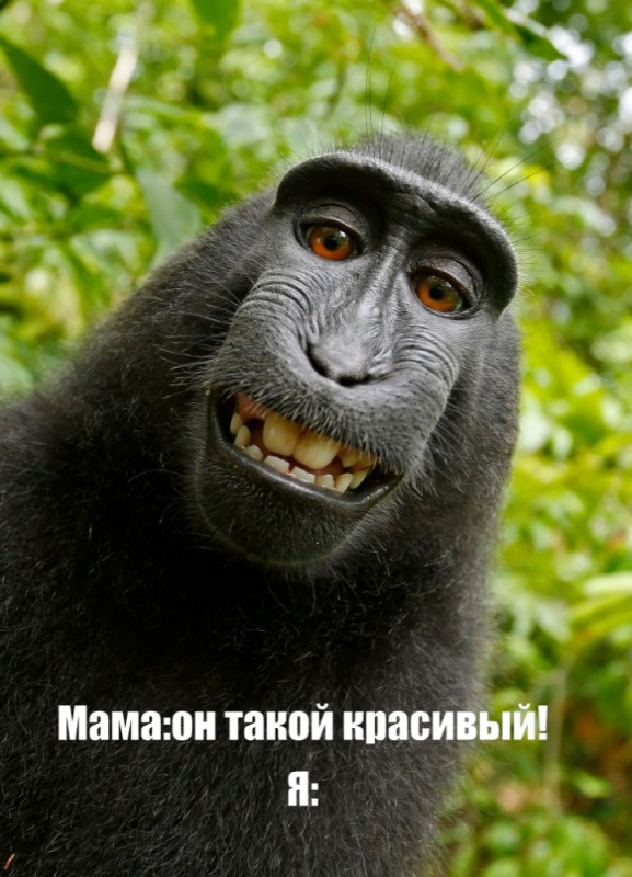 Create meme: stupid monkeys, gorilla monkey, smile monkey