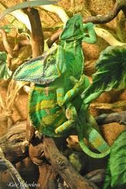 Создать мем: йеменский хамелеон самец и самка, хамелеон ящерица, зеленый хамелеон