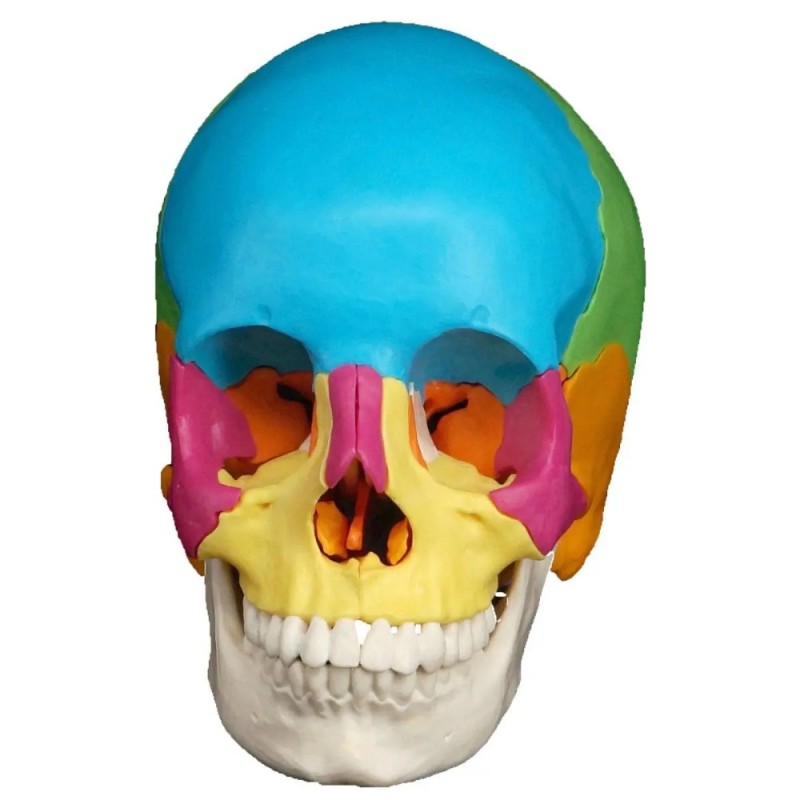 Создать мем: человеческий череп цветной модель, голова череп, анатомический череп