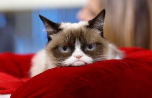 Create meme: cat is grumpy, unhappy cat, grumpy cat