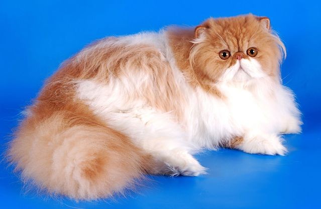Create meme: breed of persian cats, long-haired breeds of cats, exotic 