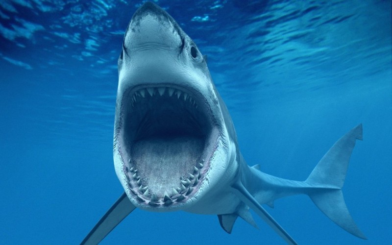 Create meme: shark large, shark jaws, great white shark 