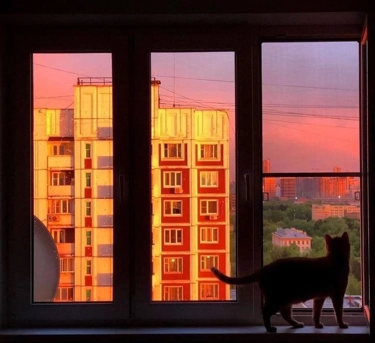 Создать мем: красивый закат, кот на закате, окно