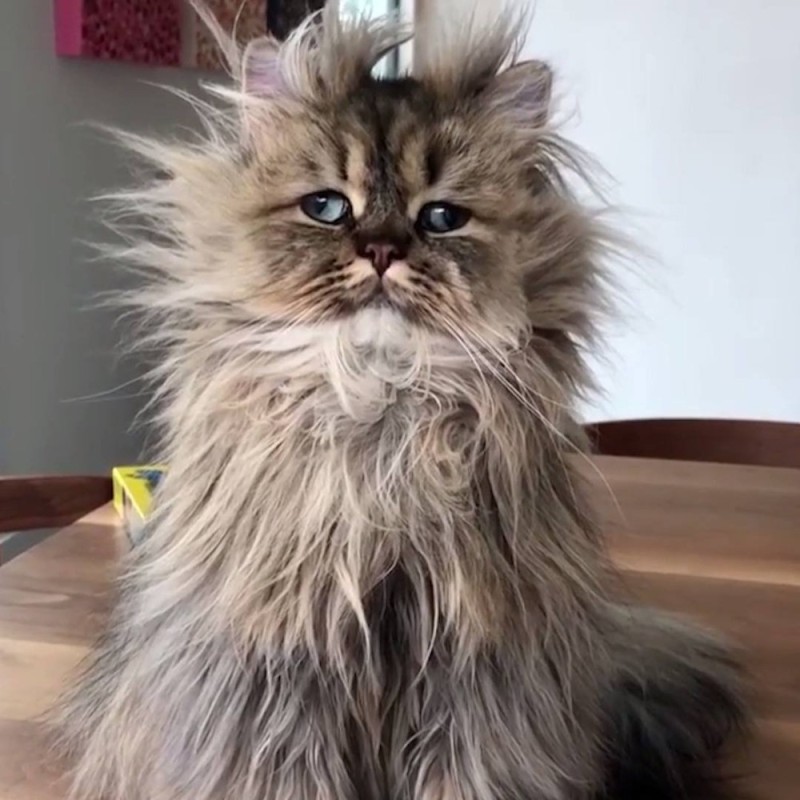 Создать мем: персидский кот, растрепанный кот, лохматые коты