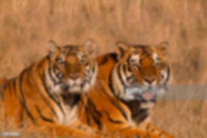 Создать мем: животные тигр, суматранский тигр, бенгальский тигр