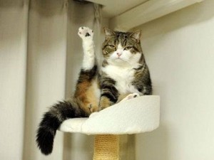 Create meme: cat, cat with the lifted paw, cat Maru