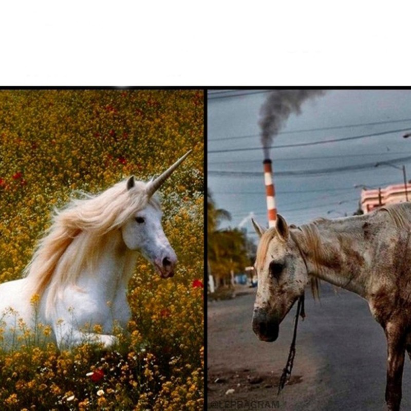Создать мем: единорог настоящий, милохин единорог, белая лошадь