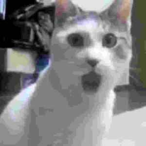 Создать мем: кот, удивленный кот, гифки кот в шоке
