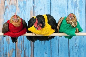 Создать мем: птица амадин, курица на жердочке фото, три курочки картинки смешные