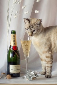 Create meme: cats drink wine, champagne, cat with a bottle of wine