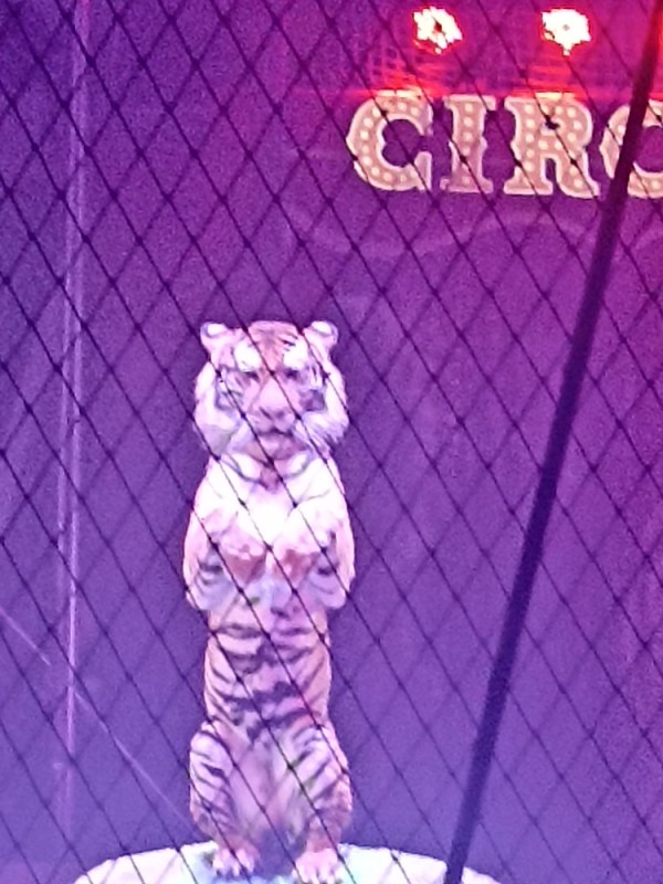 Create meme: tiger in the circus, circus , white tigers