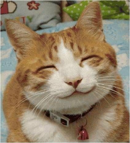 Create meme: smiling cat , smiling cat , happy cat 