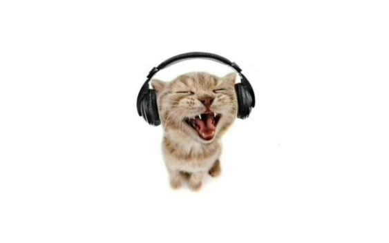 Create meme: cat with flexit headphones, cat with headphones, cat with headphones