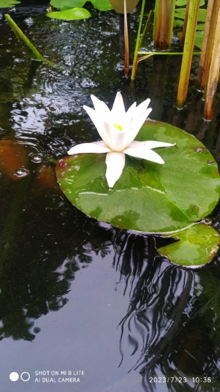 Create meme: white water lily, flower water Lily, water lily