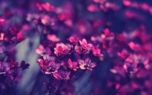 Создать мем: розовый, purple rose, background hd