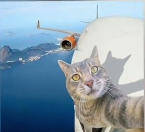 Create meme: cat pilot, cat, cat pilot