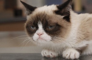 Создать мем: самый грустный кот, грампи кэт пнг, Grumpy Cat