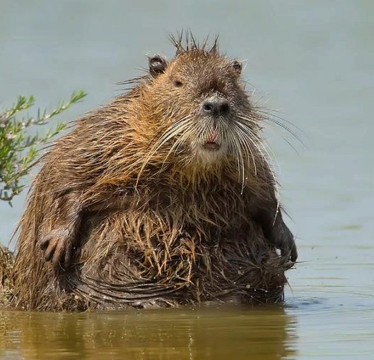 Create meme: nutria swamp beaver, funny beavers, muskrat 