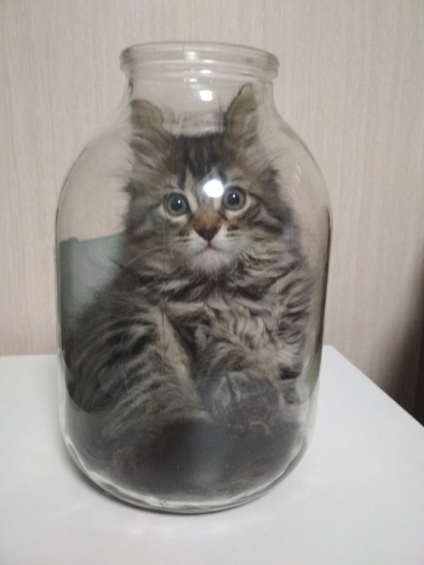 Создать мем: котенок в банке, кот в вазе, кот в банке