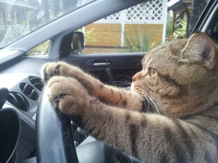 Create meme: the cat behind the wheel, cat , cats behind the wheel