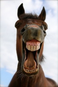 Create meme: horse horse, muzzle the horses, neighing horse pictures