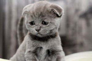 Create meme: British Shorthair, grey kitten, sad cat