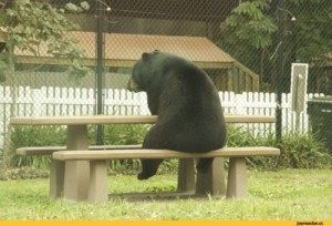 Создать мем: sad bear meme, мем медведь, медведь ставит лайк