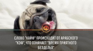 Создать мем: dog smile, приколы с собаками, собака морда