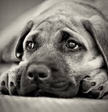 Создать мем: собака, задумчивый пес фото, лабрадор черно белый фото