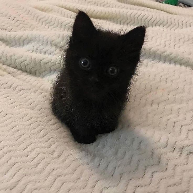 Create meme: black cat , the kitten is black, black cat