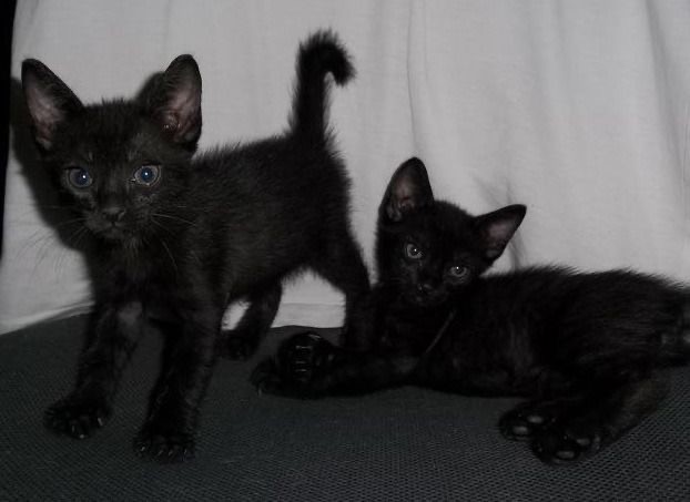 Создать мем: черный кот, маленькие котята породы бомбей, черный гладкошерстный котенок
