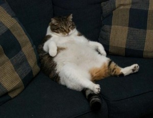 Create meme: a fat lazy cat, cats, fat cat