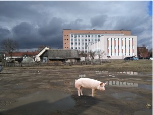 Create meme: farm pigs with tattoos, pictures of Pripyat, a pig in manure