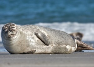 Create meme: fatty seal, thick seal, common seal
