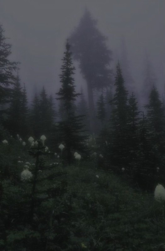 Create meme: dark forest, forest in the fog, misty forest