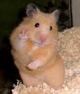 Create meme: hamster meme, hamsters, funny hamsters