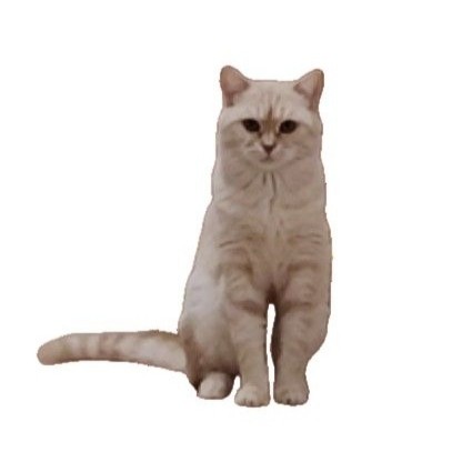 Create meme: cat on white background , cat , british shorthair cat