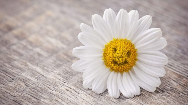 Create meme: chamomile macro, Daisy , chamomile petals