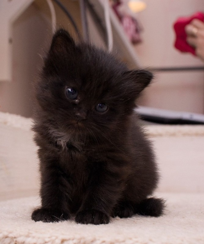 Create meme: maine coon black kitten 1 month, little black kitten, cute black cat