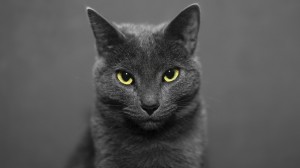 Создать мем: темно серый кот с желтыми глазами, чёрная кошка, русская голубая кошка