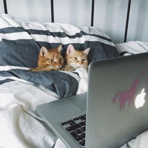 Создать мем: котики, кровать для кота, юмор с котами