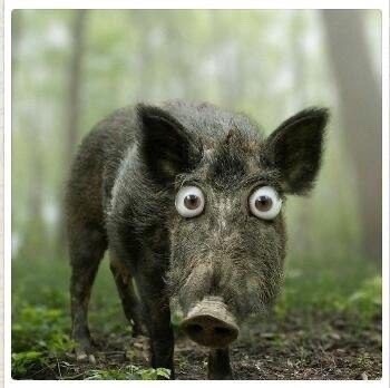 Create meme: pig boar, the boar is an animal, funny boars