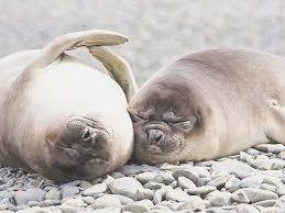 Создать мем: тюлень толстый, тюлени морские котики нерпы моржи, тюлень