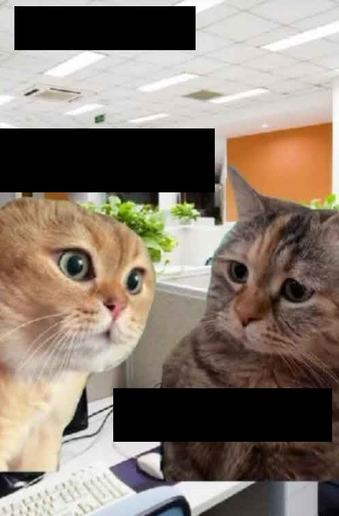 Создать мем: животные кошки, котики забавные, милые котики смешные